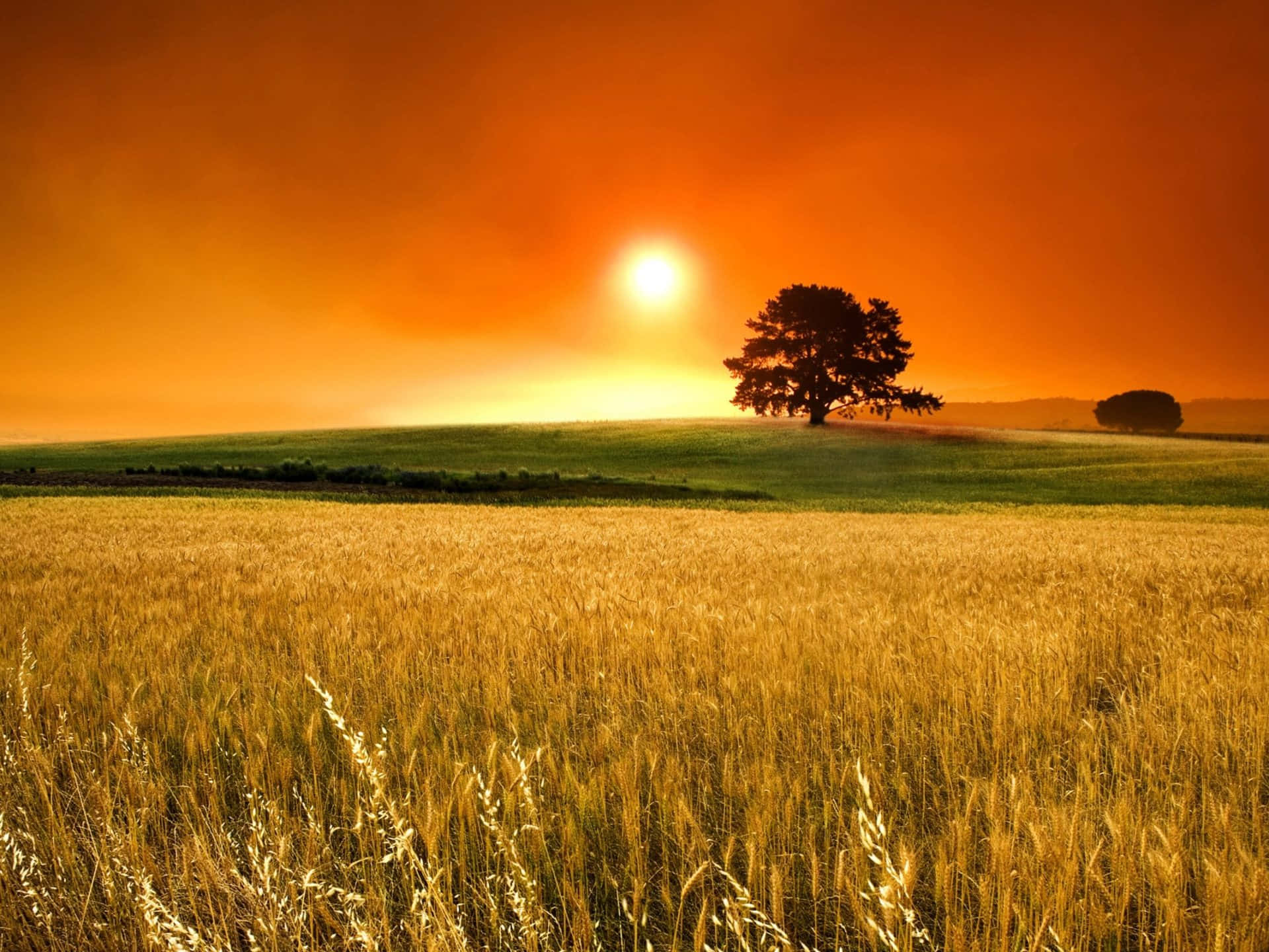 Golden Wheat Harvest in the Countryside Wallpaper