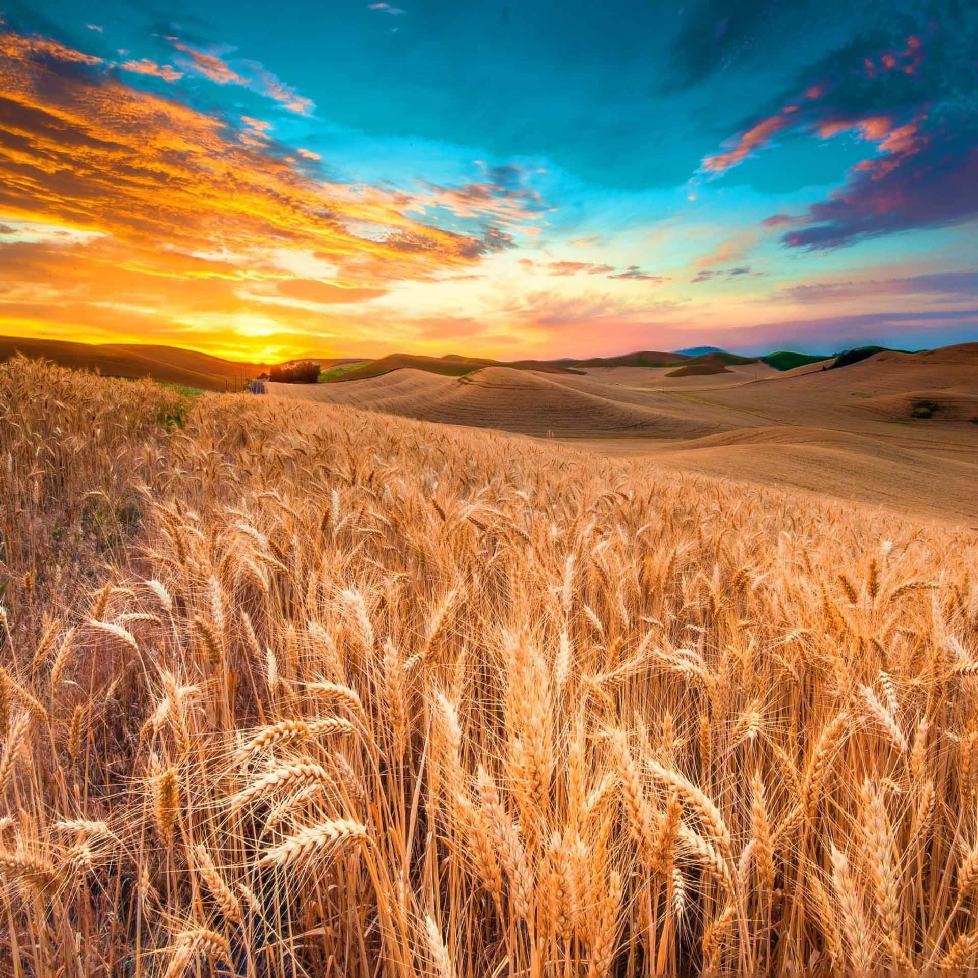 Golden Wheat Harvest Field Wallpaper