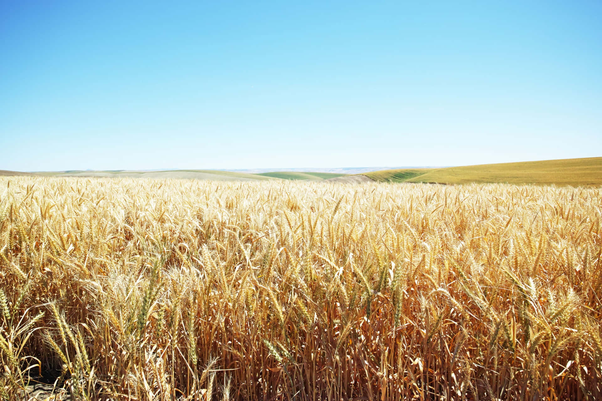 Golden Wheat Harvest in a Sunlit Field Wallpaper