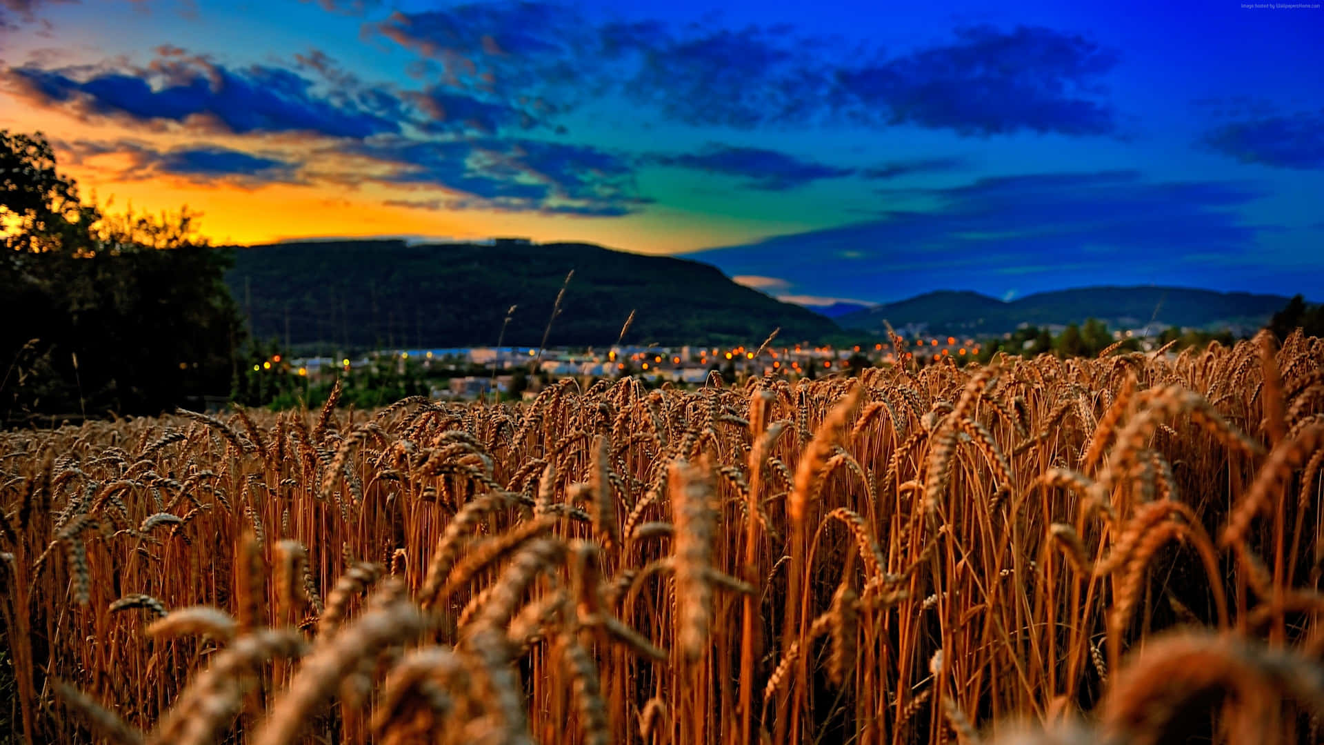 Golden wheat field at sunset Wallpaper