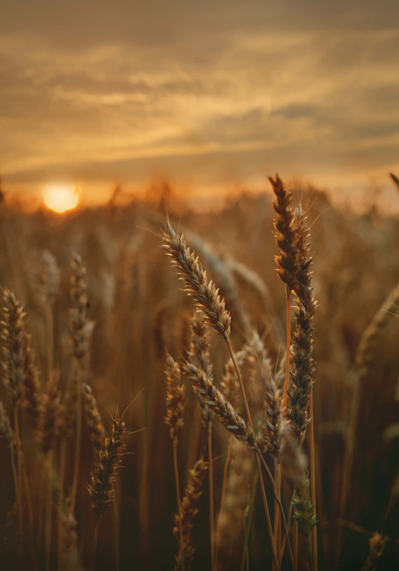 Golden Wheat Harvest in the Sunset Wallpaper