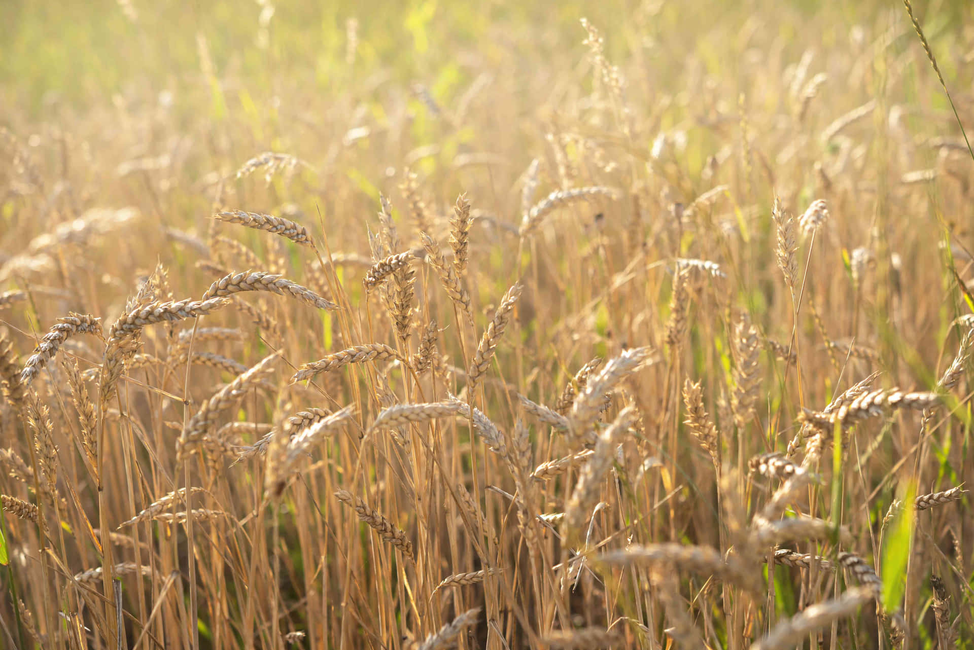 Golden Wheat Fields during Harvest Wallpaper