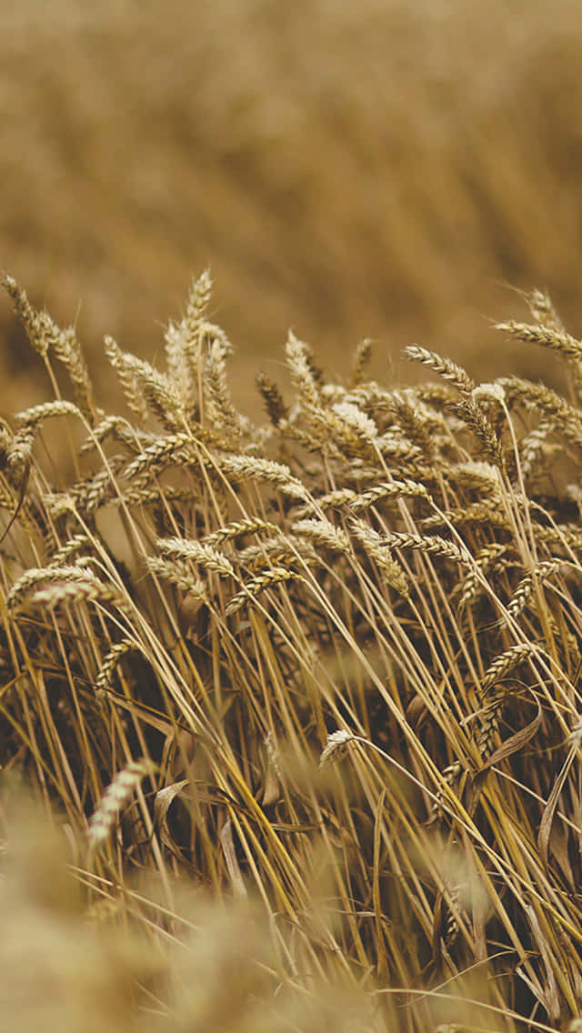 Wheat Harvest Golden Fields Wallpaper