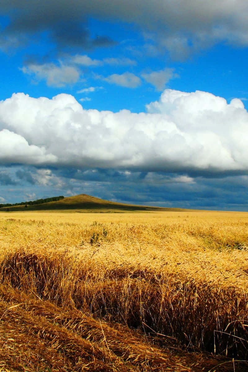Golden Wheat Field During Harvest Season Wallpaper