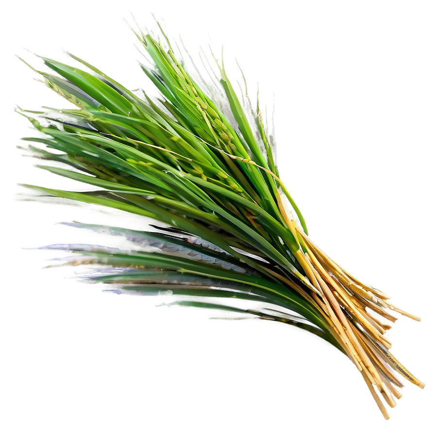 Wheat-like Grass Png 39 PNG