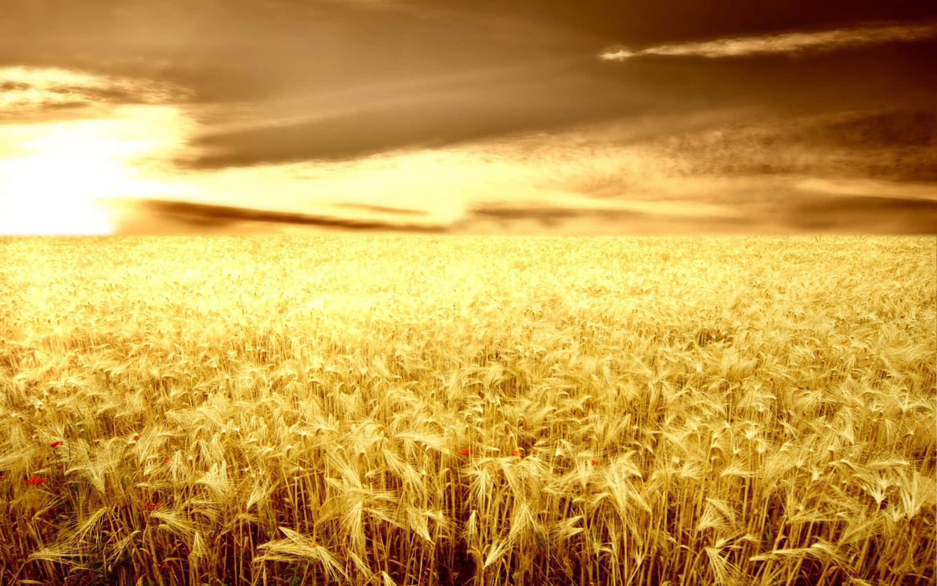 A Golden Wheat Field With A Sunset Behind It