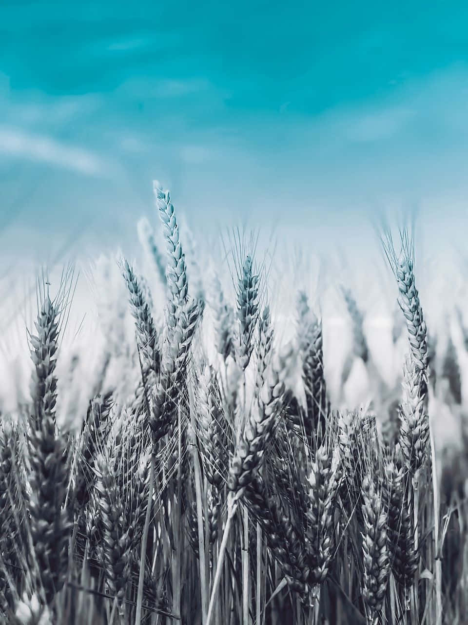 A Field Of Wheat With Blue Sky And Clouds
