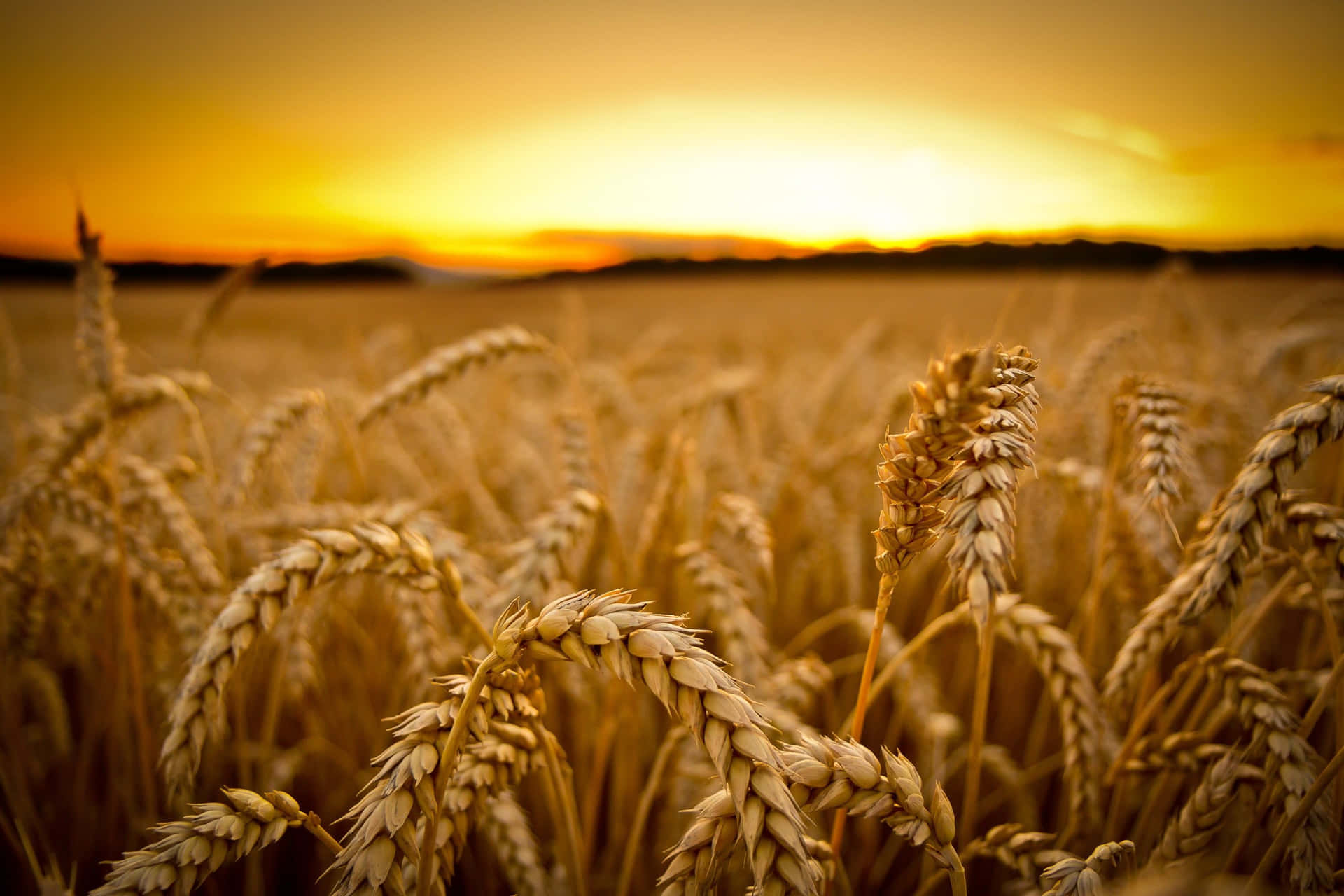 A Wheat Field At Sunset