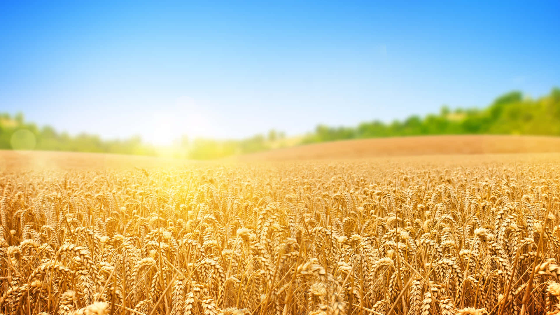 A Wheat Field With The Sun Shining On It