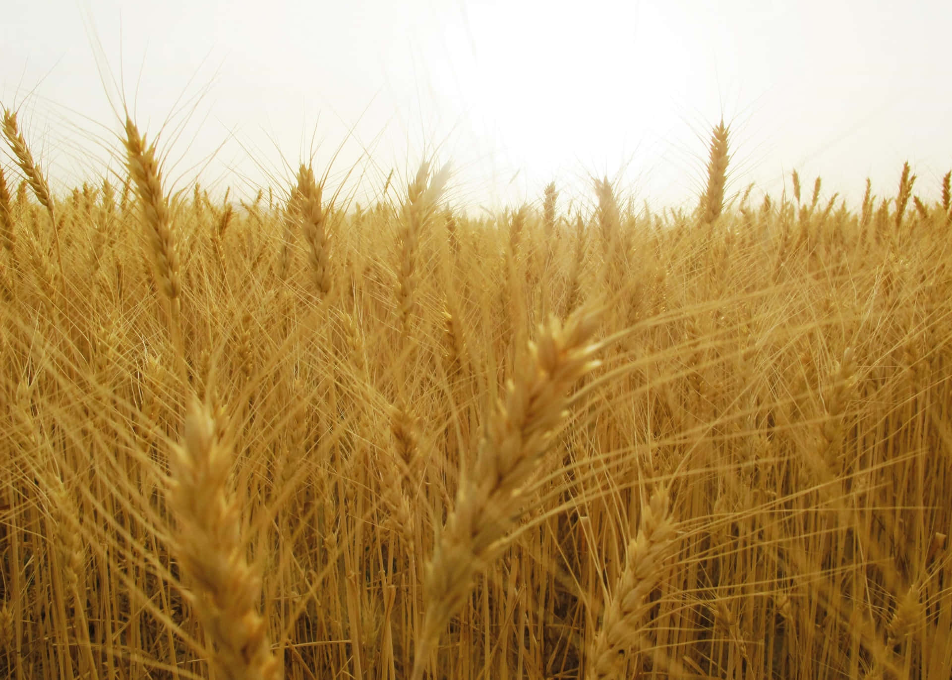 Golden Wheat Field Shining in the Sun