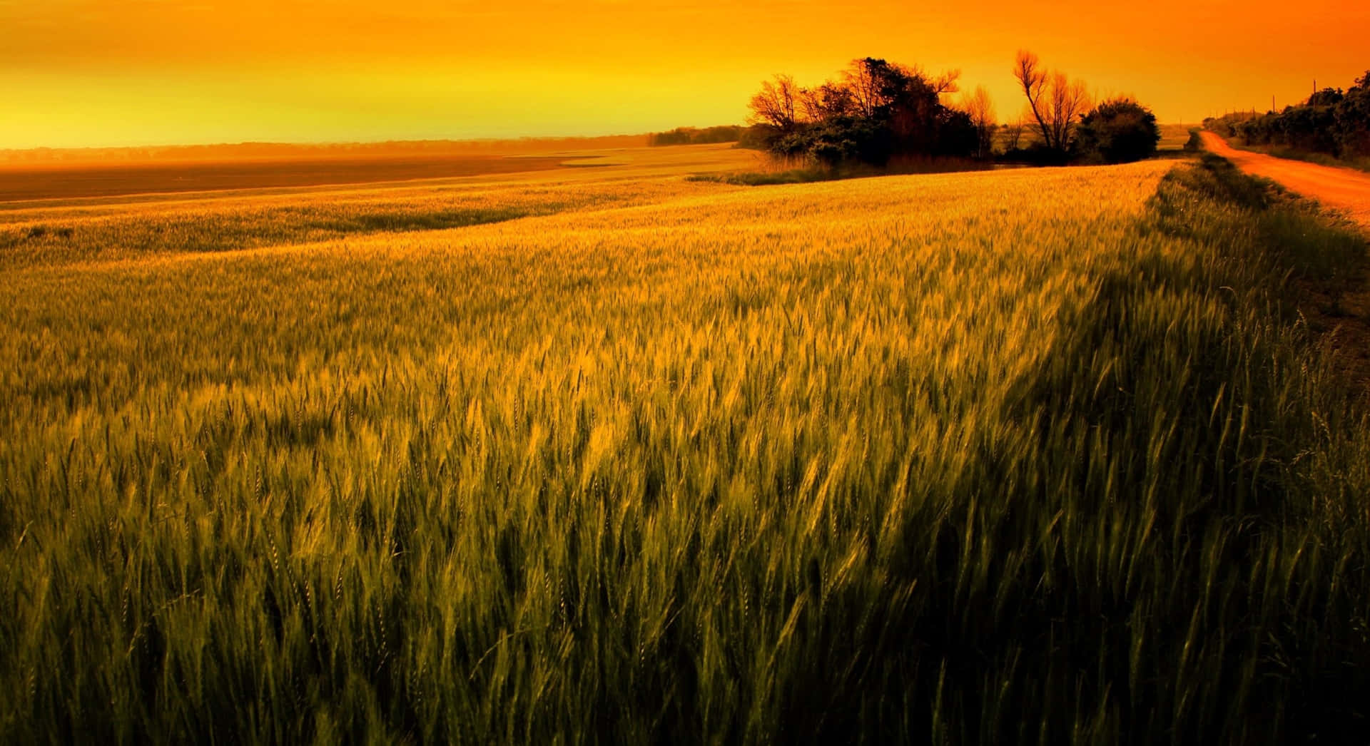 Uncampo De Trigo Batiéndose Al Sol.