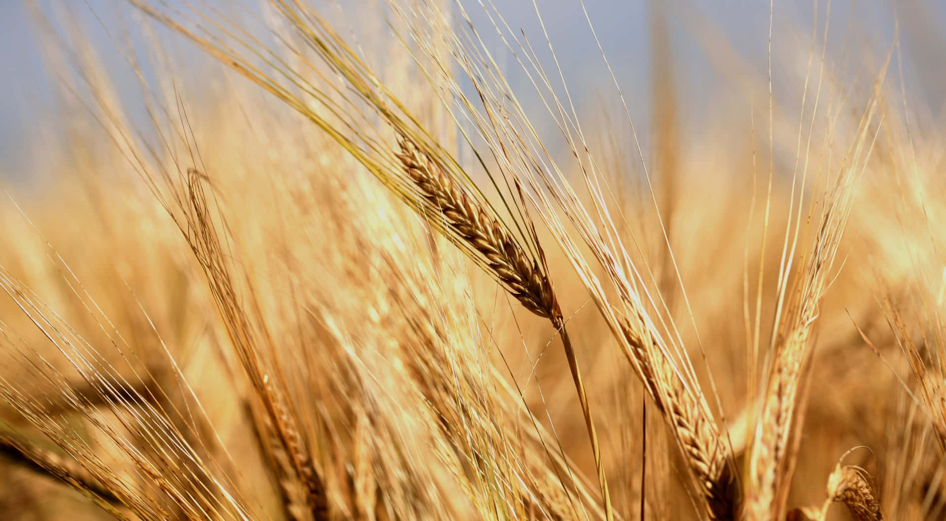 A Close Up Of A Wheat Field