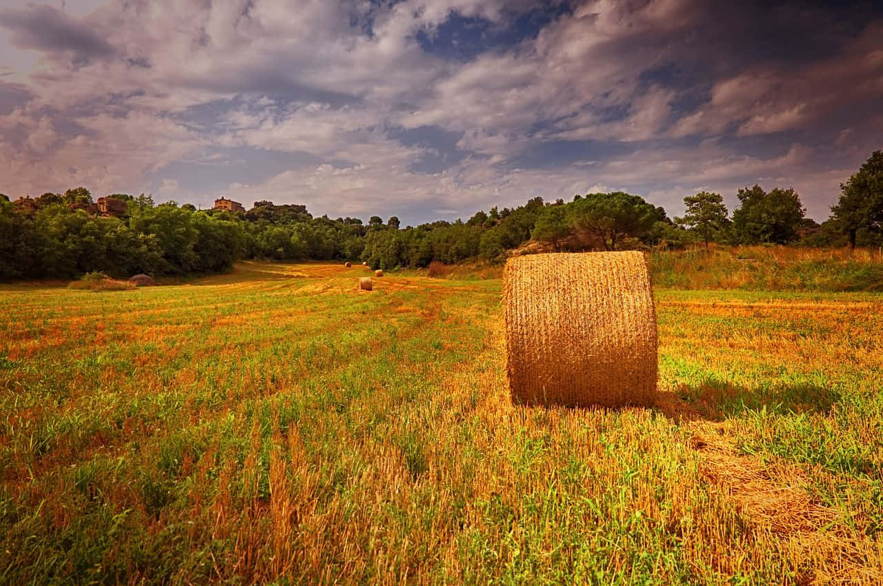 A beautiful field of wheat.