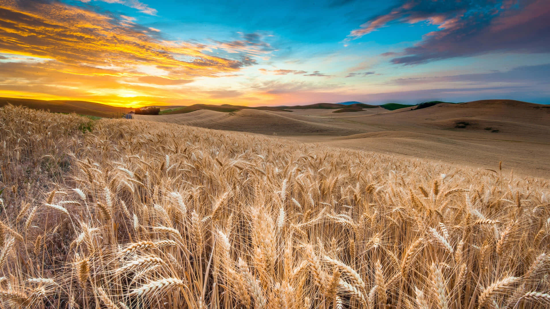 Golden ripe wheat grains in the warm summer sun