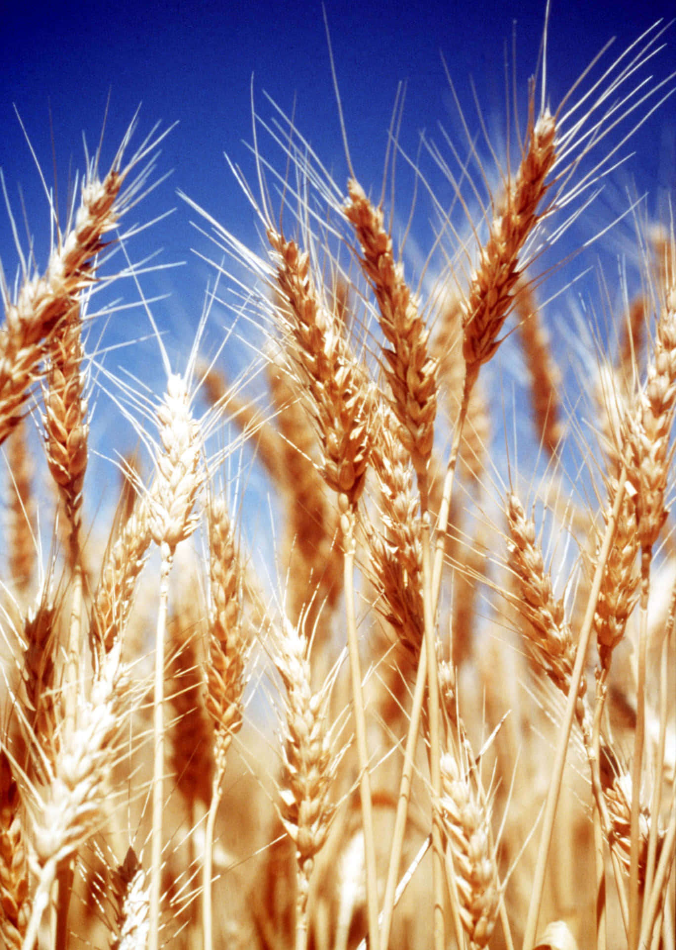 A Field Of Wheat