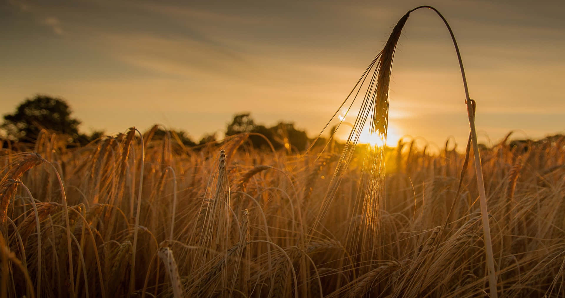 A close-up of fresh, golden wheat