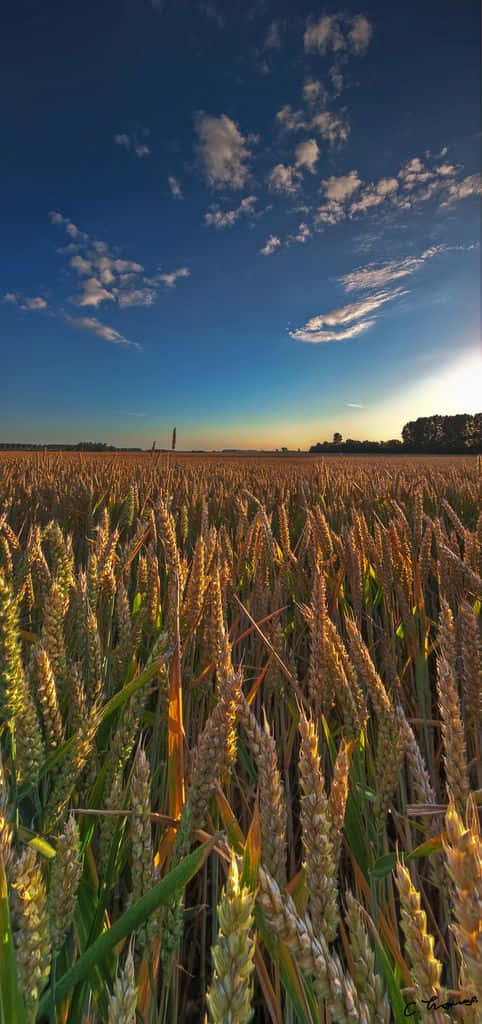 A Beautiful Wheat Field in Midwest America