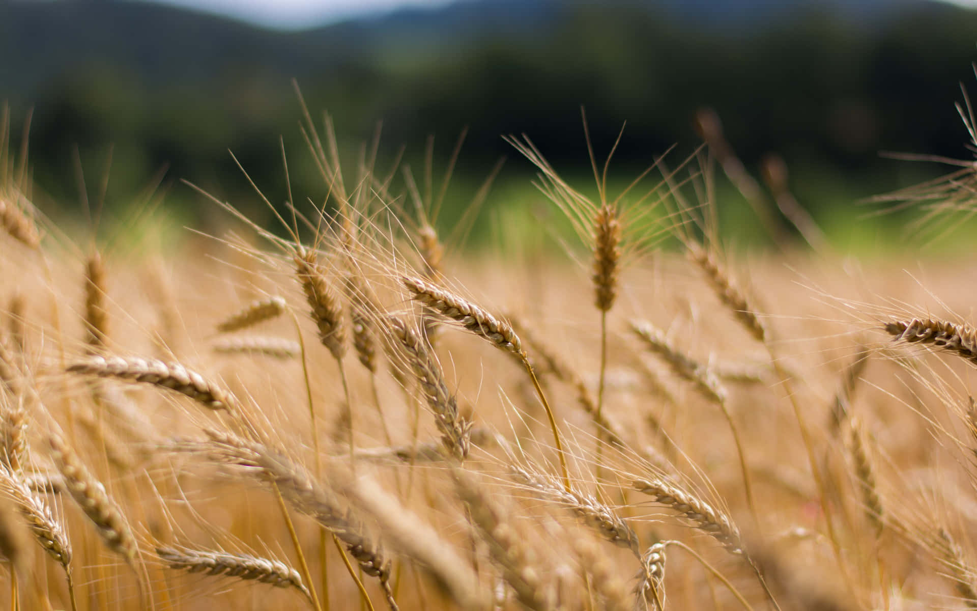 Close-Up Image of a Bunch of Wheat