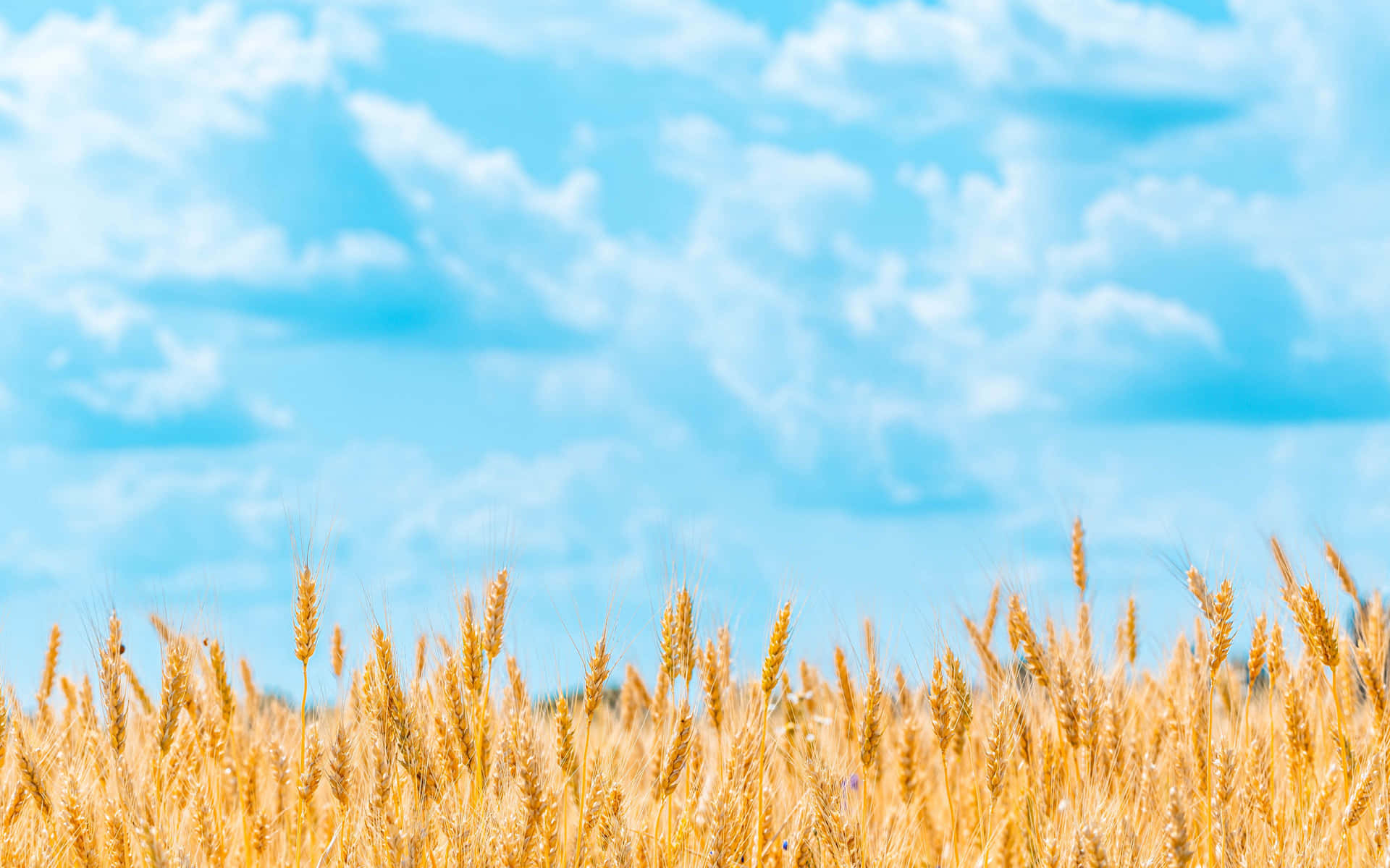 A field of golden wheat blowing in the breeze