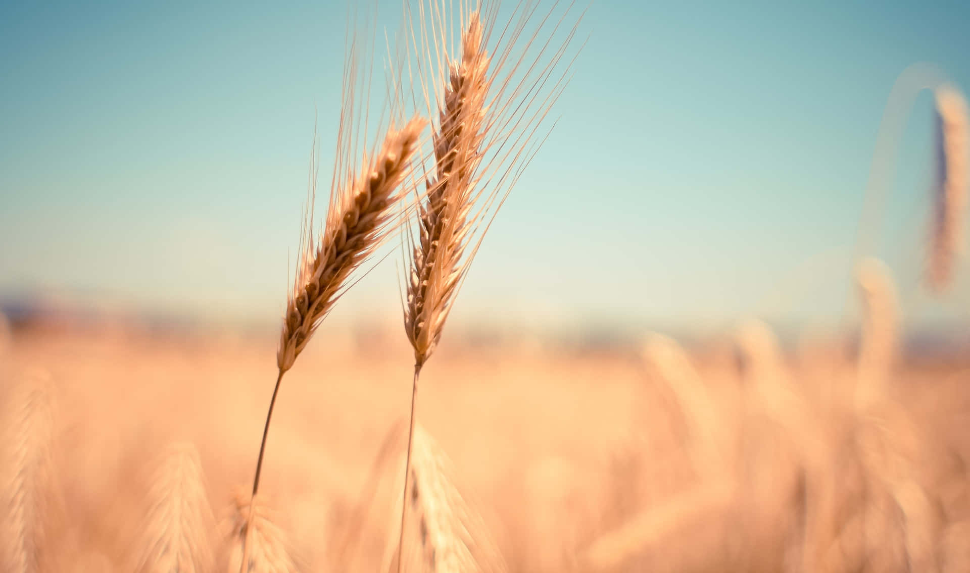 A field of ripe golden wheat basks in the summer sun