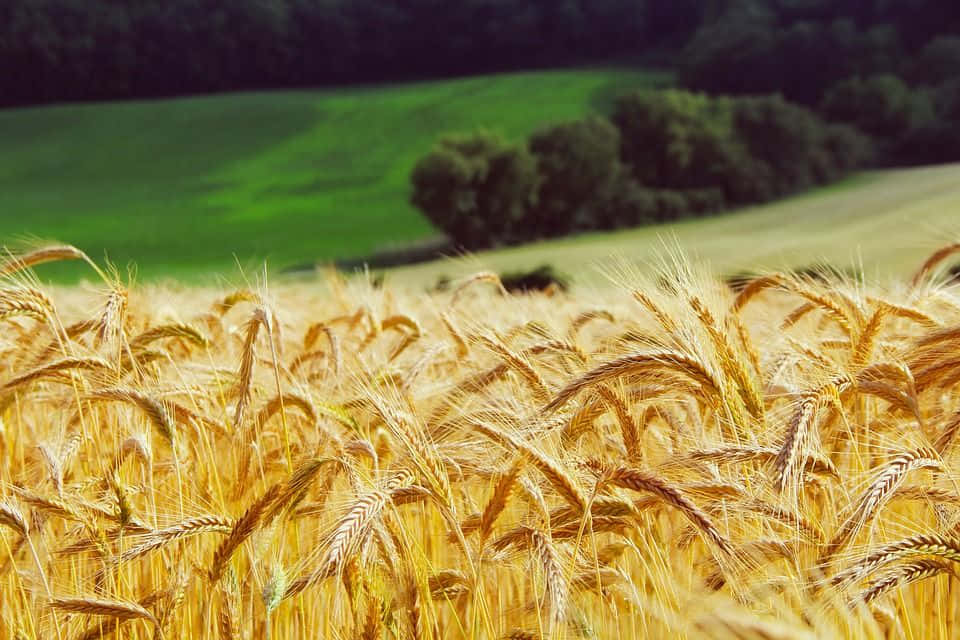 A large field of golden wheat ripening in a bright afternoon sun