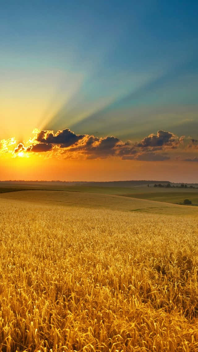 Mature wheat stalks in a golden field underneath a blue sky