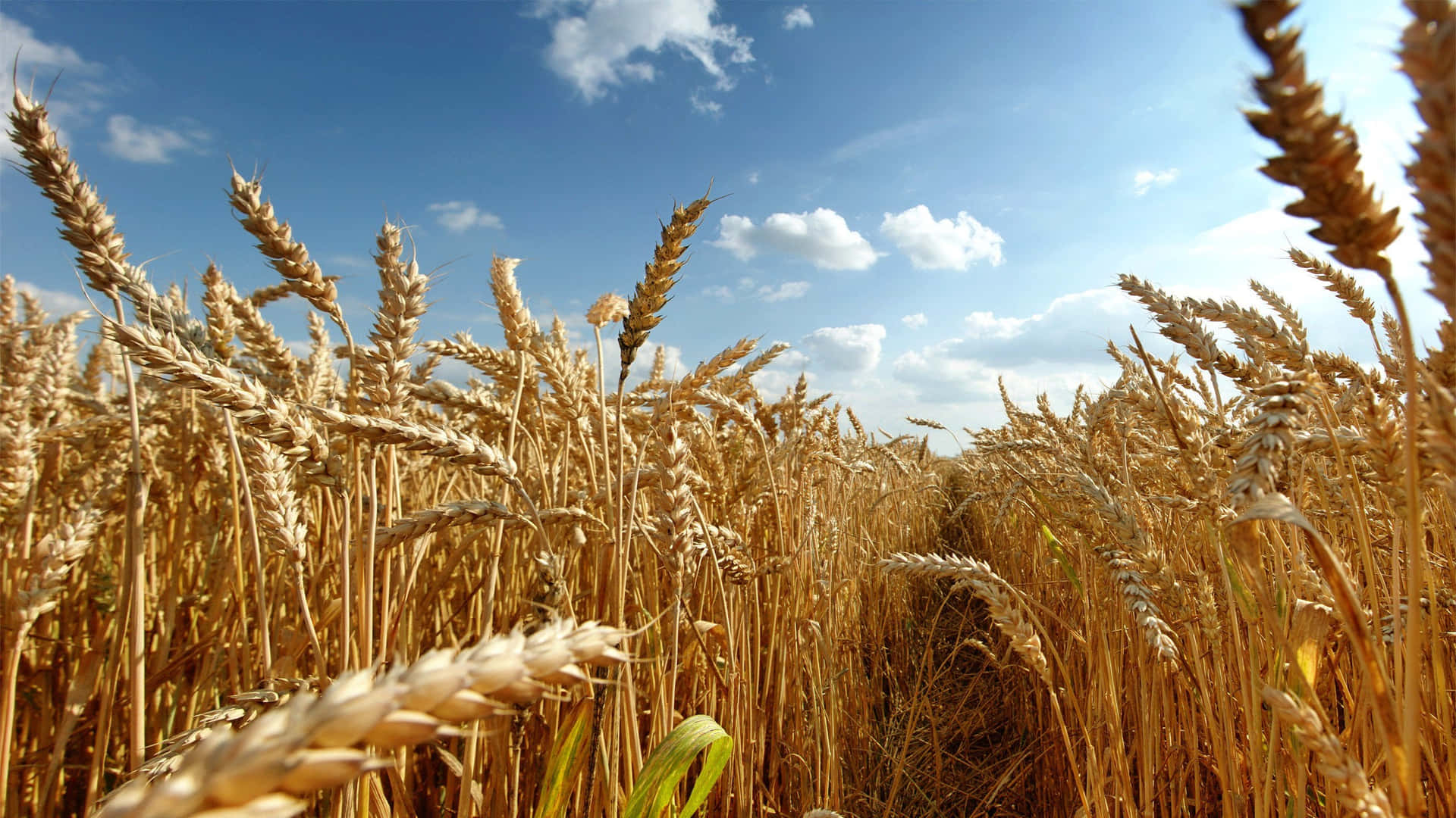 Stunning Field of Golden Wheat