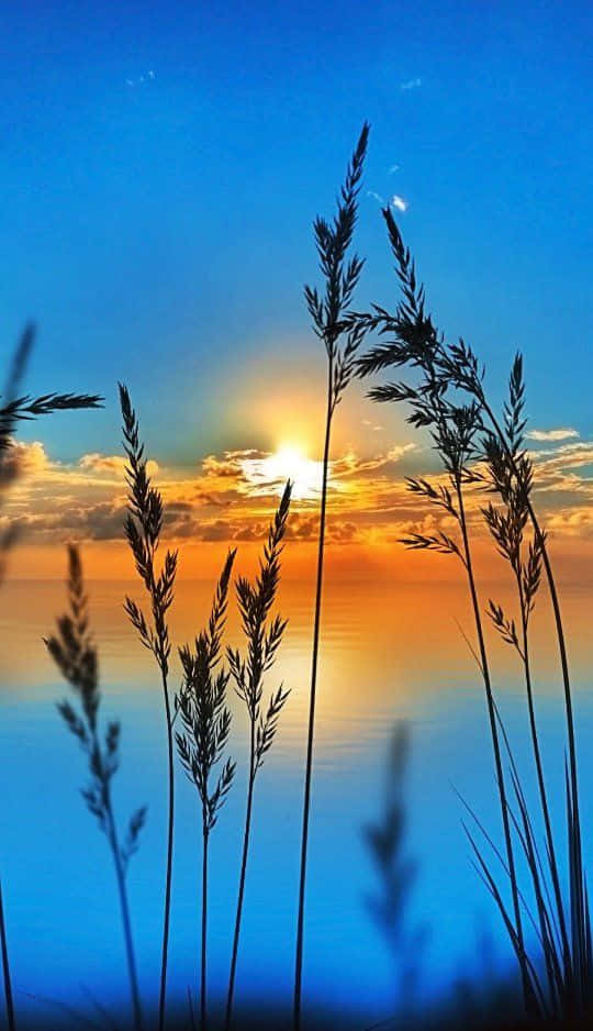 "Nature's Abundance: Golden Fields of Wheat Under a Blue Sky"