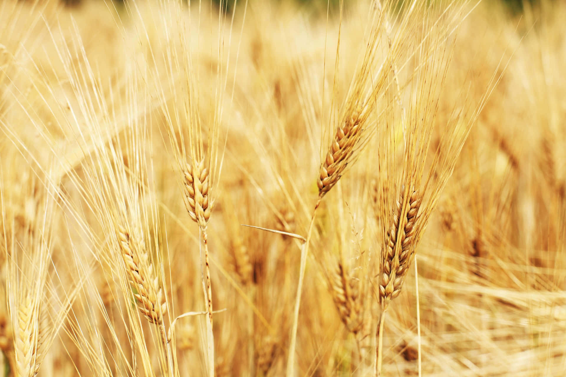 Golden Wheat field brings beauty to a rural landscape