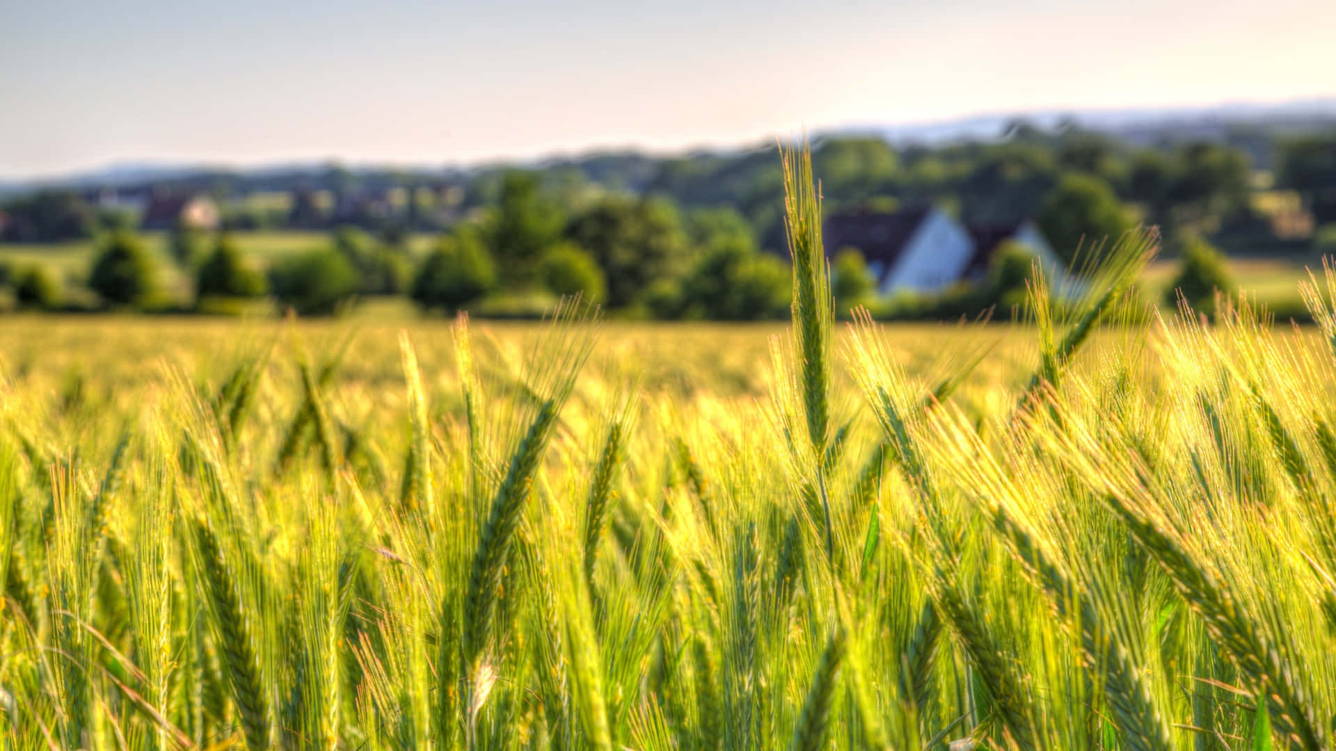 Warm, golden wheat fields in a beautiful summer day.