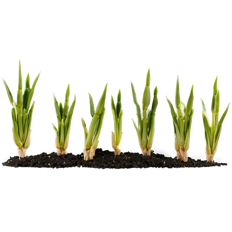 Wheat Seedling Germination Png 76 PNG