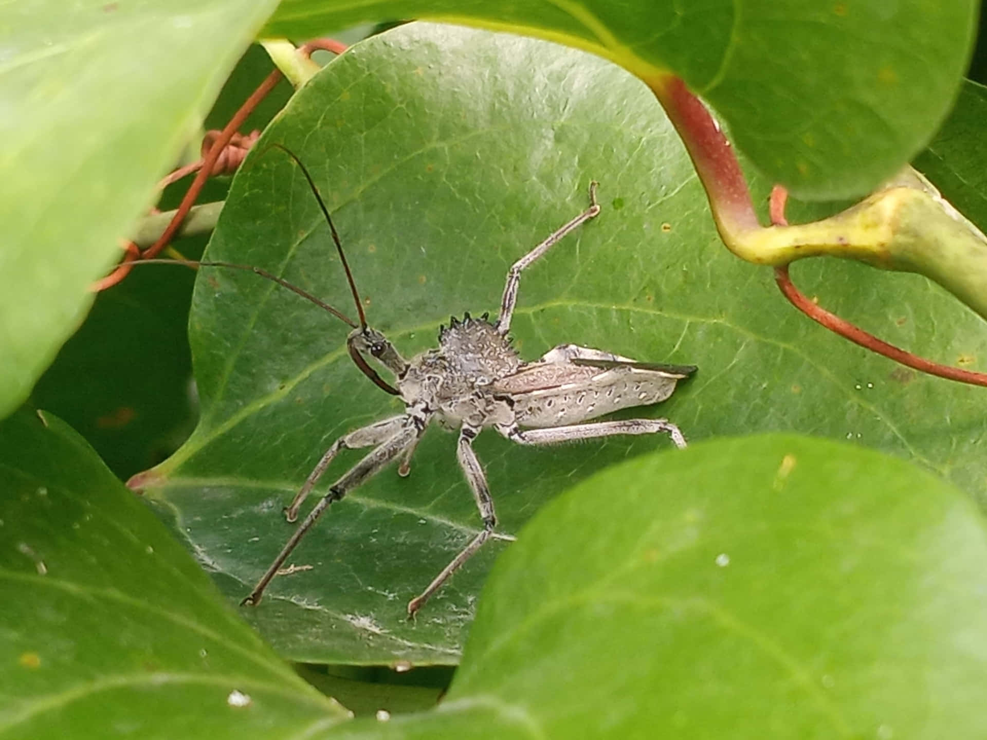 Wheel Bug Hiding Among Green Leaves Wallpaper