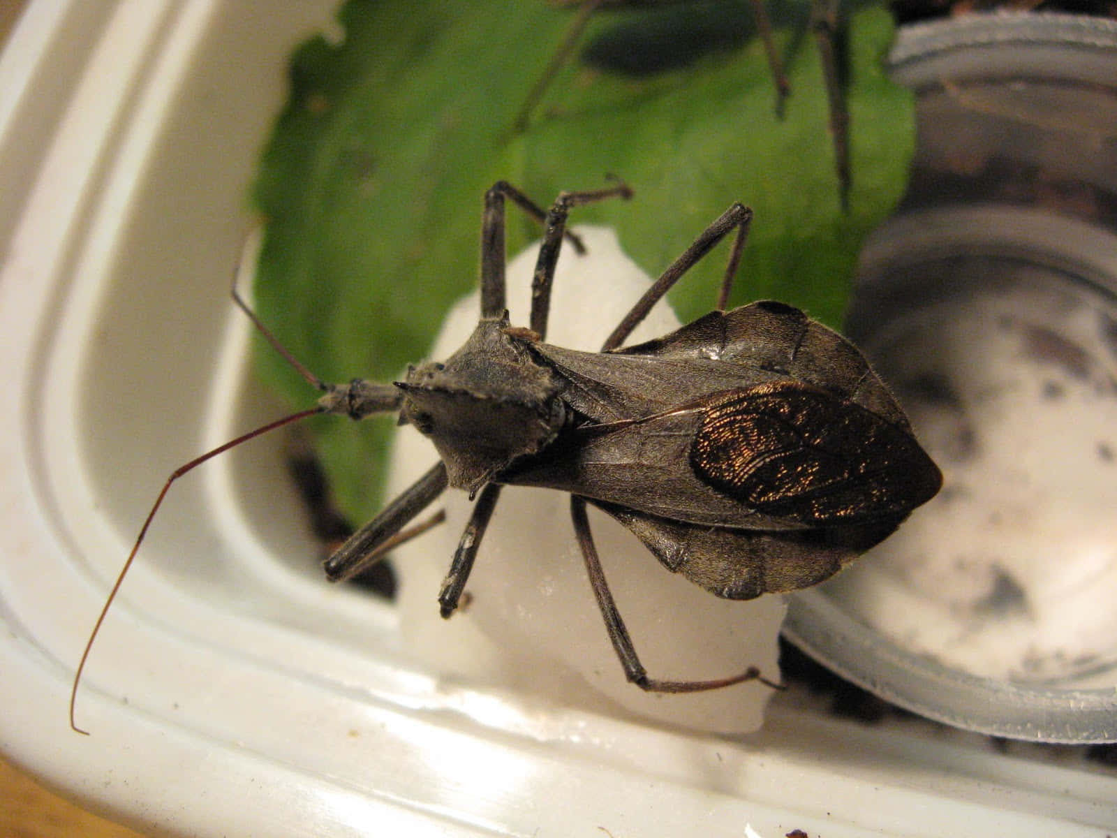 Wheel Bug On Container Wallpaper