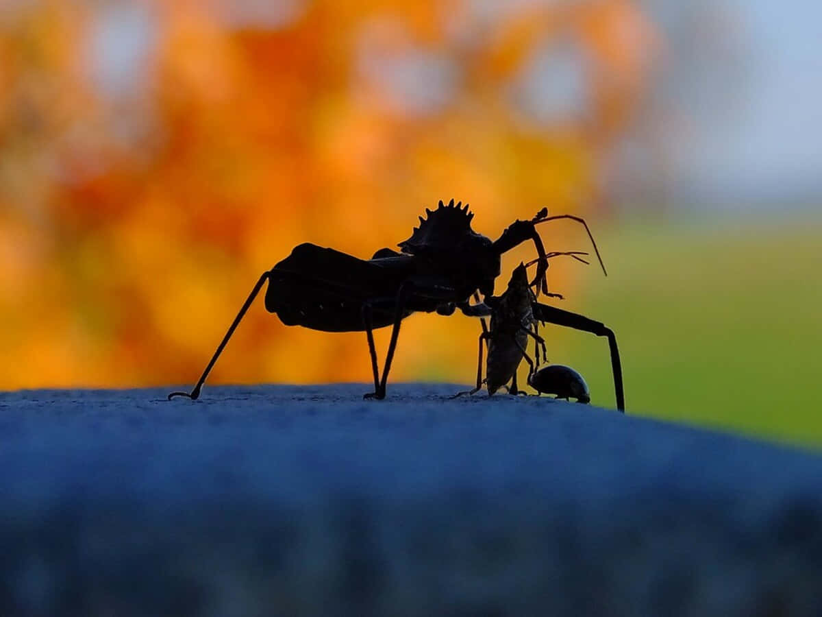 Wheel Bug Predation Silhouette Wallpaper