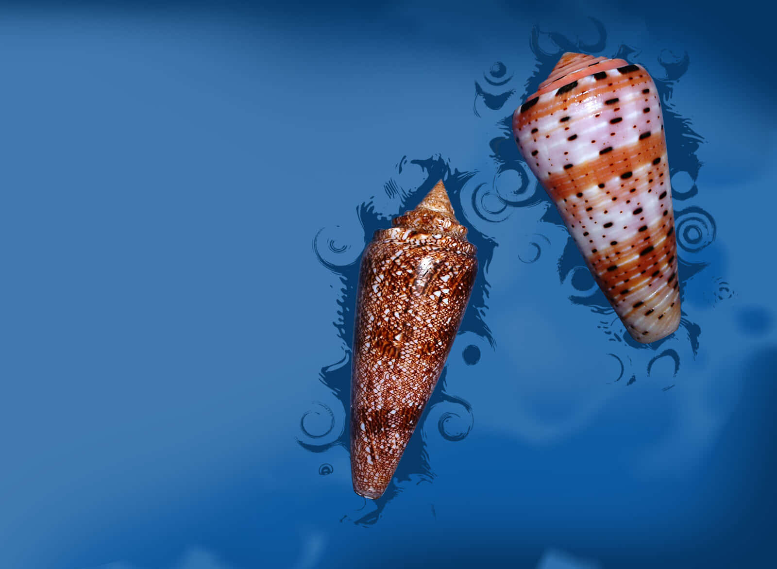 Whelk Shells Blue Background Wallpaper