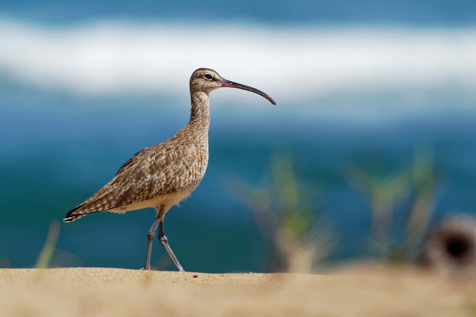 Whimbrel Di Dune Pesisir.jpg Wallpaper