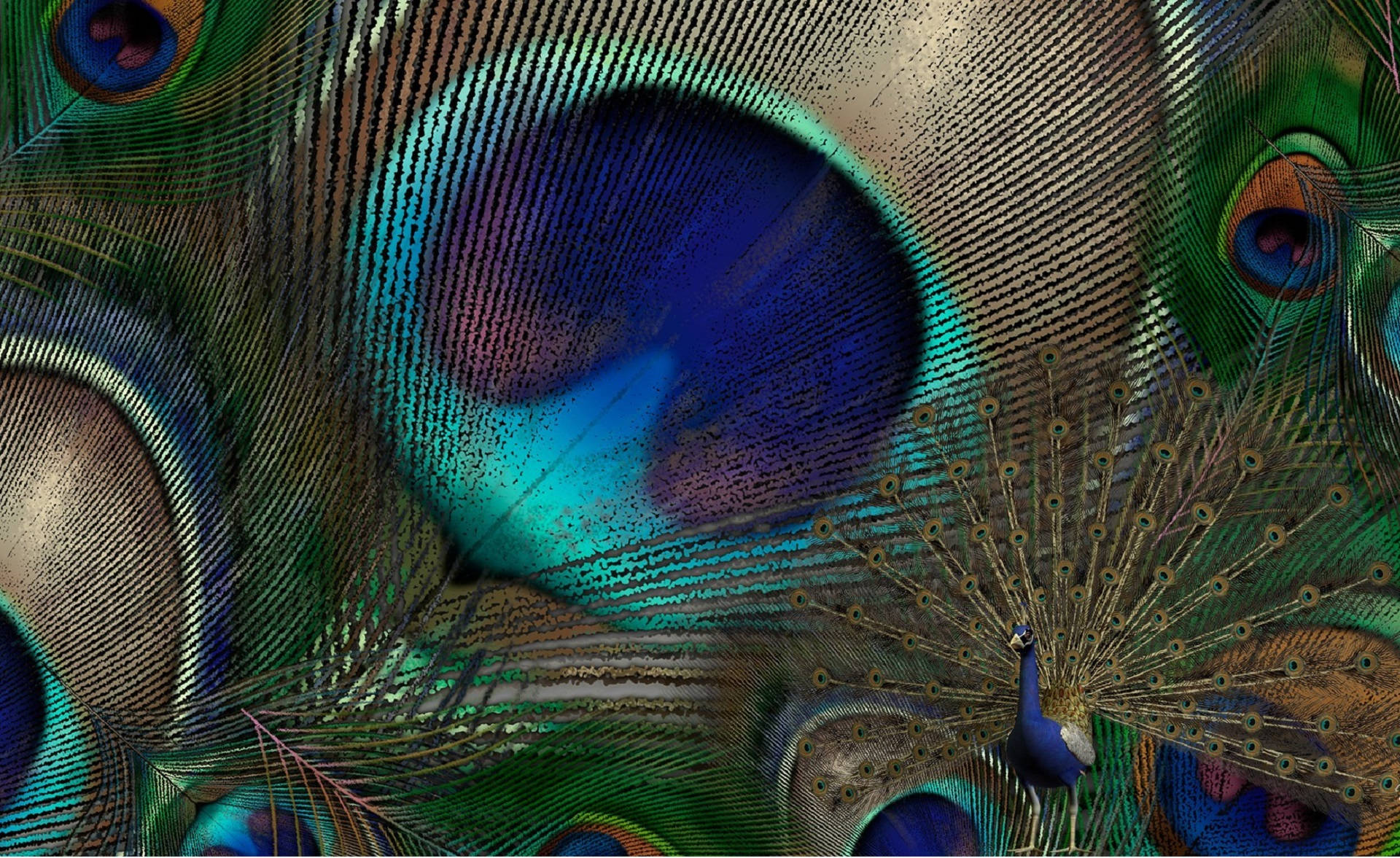 Caption: Graceful Artistry of the Whimsical Peacock Feather Wallpaper