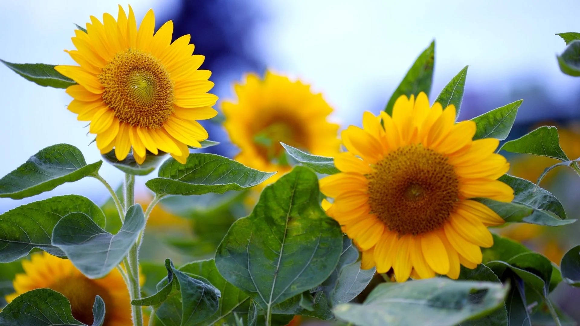 Whimsical Sunflower With Leaves Wallpaper
