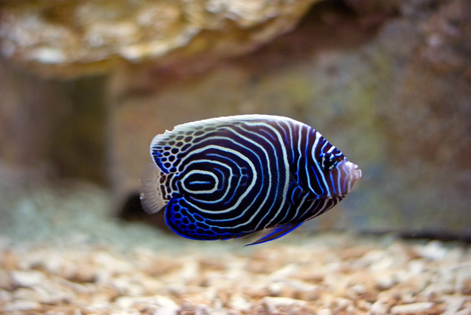Whirl-patterned Cool Fish
