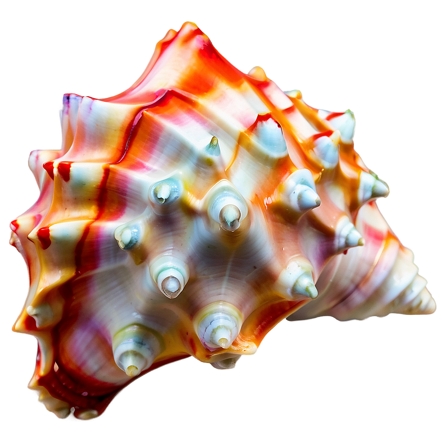 Whispering Conch Shell Png Lsh99 PNG