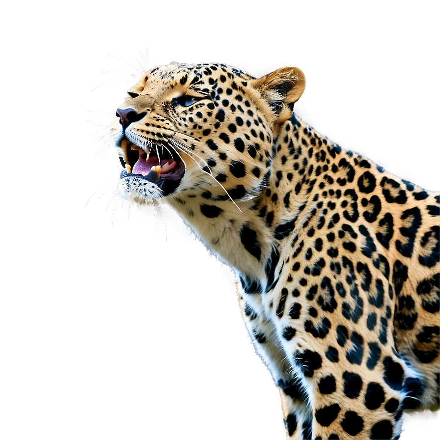 Whispering Leopard In Wind Png 44 PNG