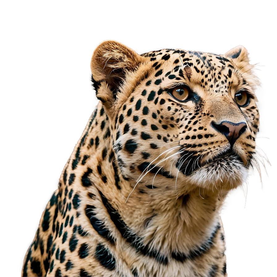Whispering Leopard In Wind Png Cot34 PNG