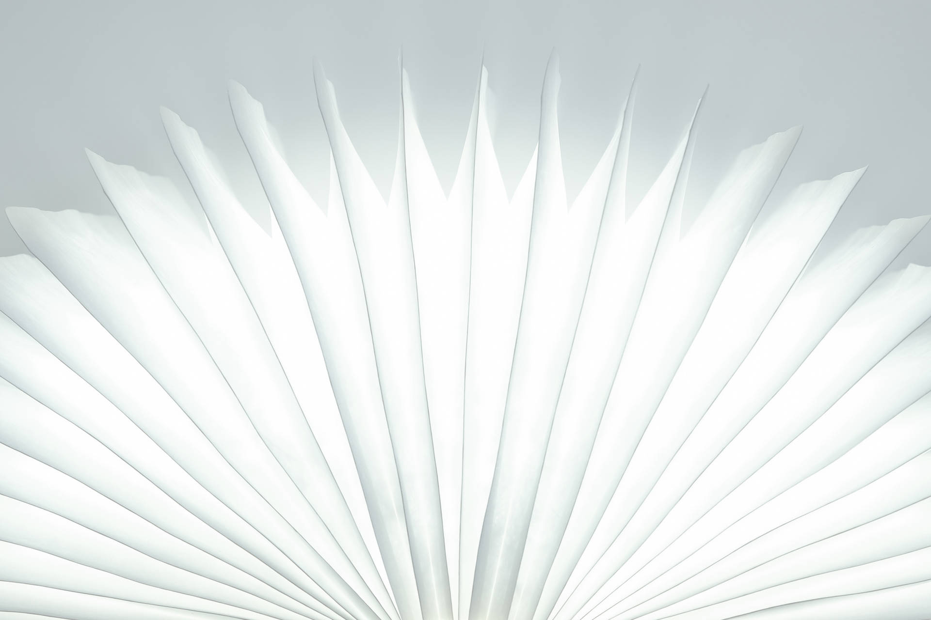 White Abstract Feather Wallpaper