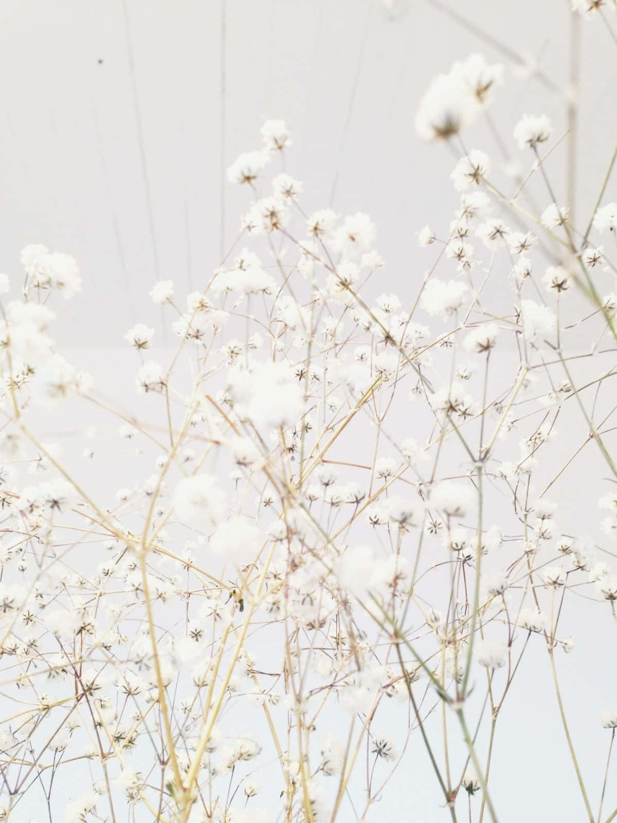 White Flowers In A Vase Against A White Sky