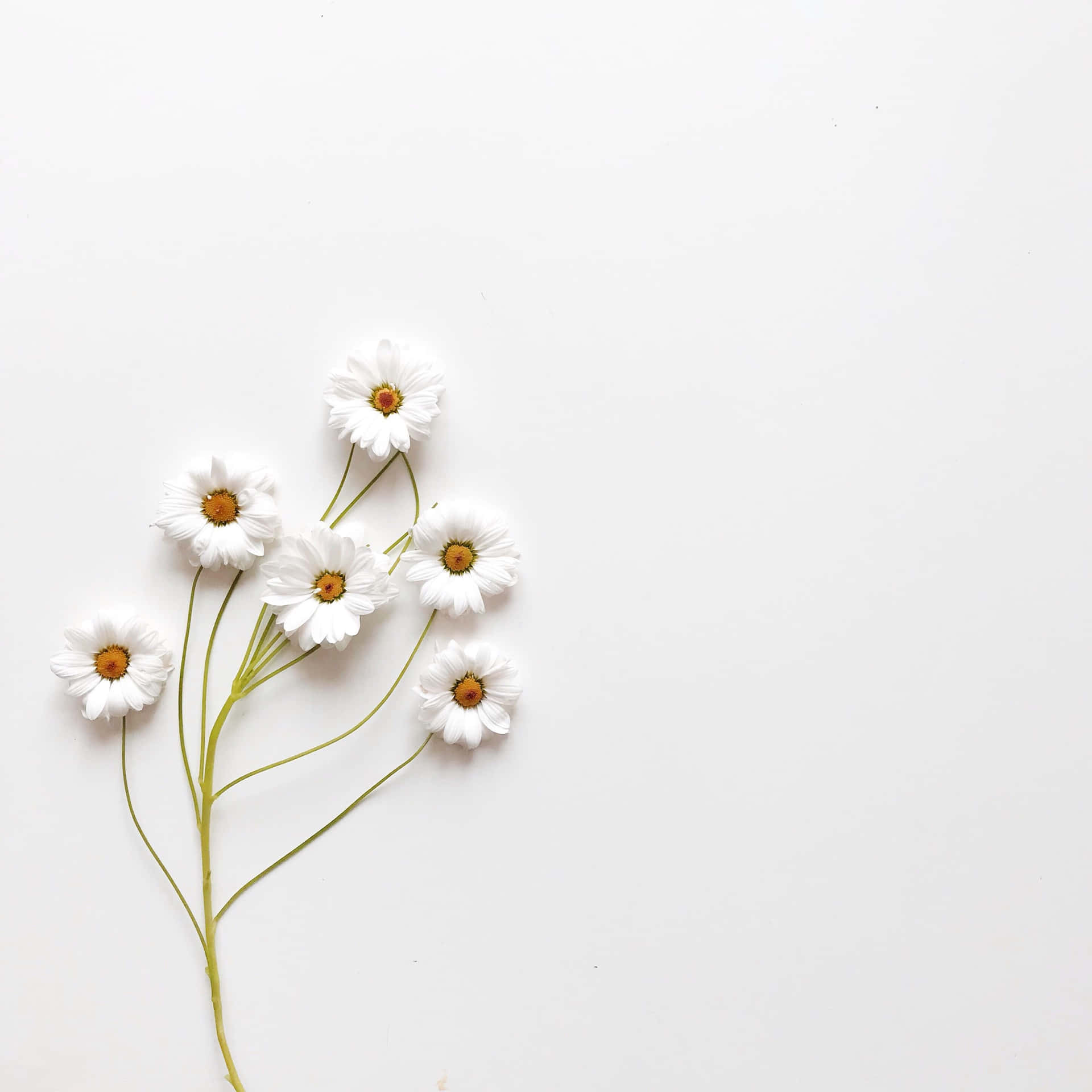 Stay on track with your goals and take action in your life with a beautiful white aesthetic background.