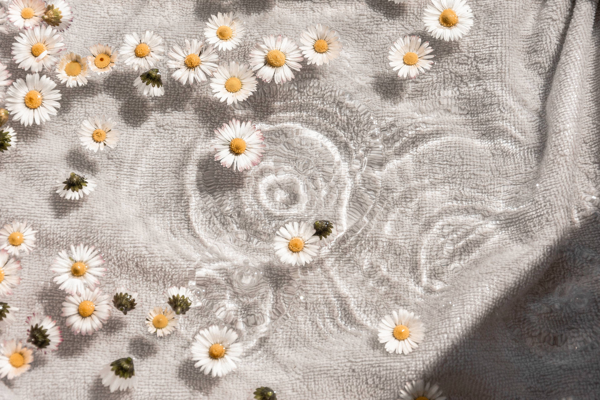 White Aesthetic Daisy Flowers Wallpaper