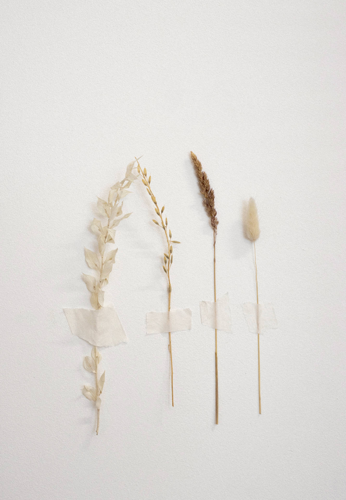 White Aesthetic Dried Flowers