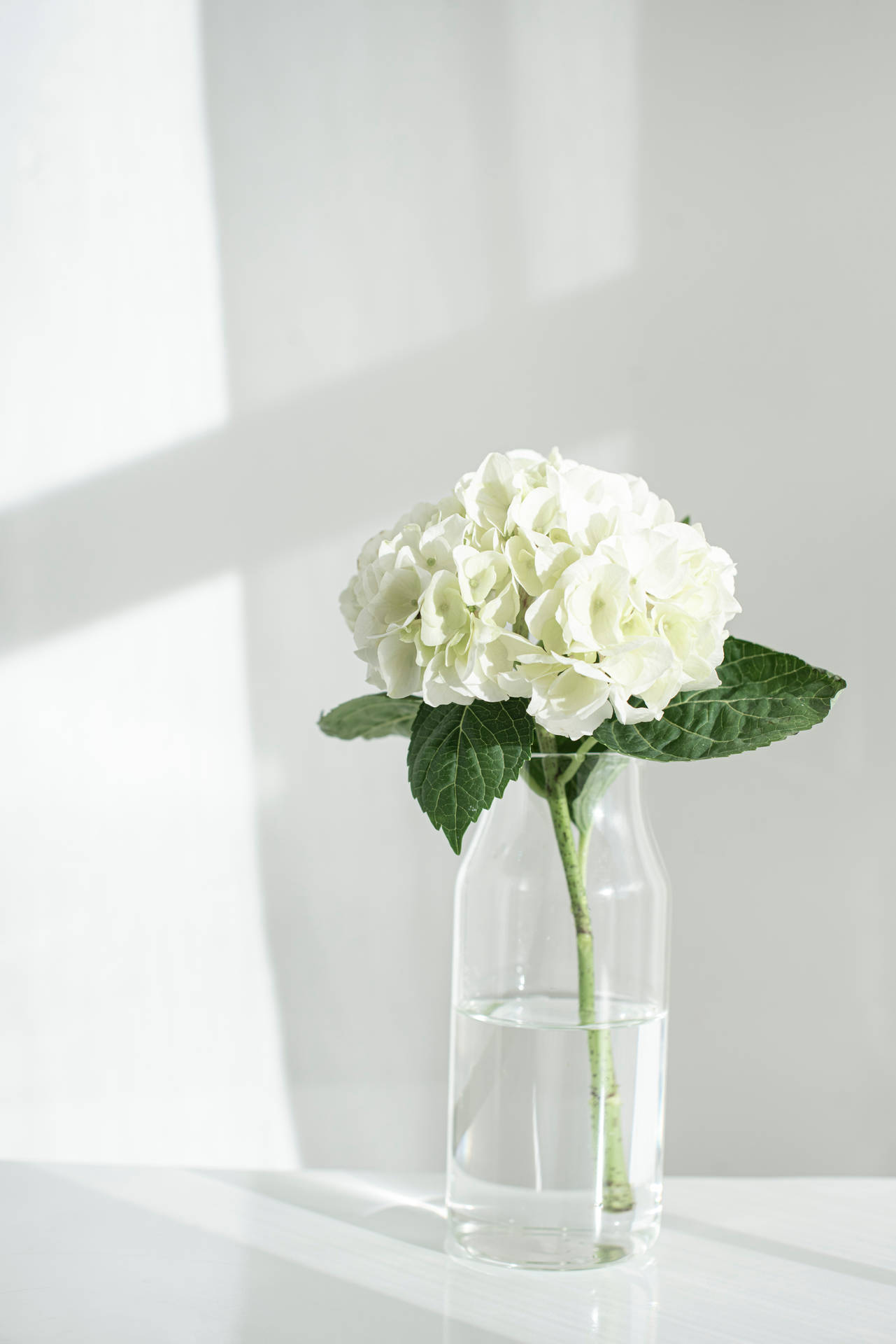 White Aesthetic Flower Bouquet Wallpaper