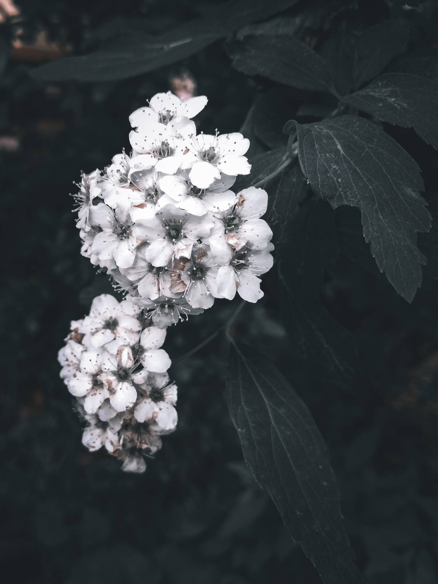 White Aesthetic Flowers Photograph Wallpaper