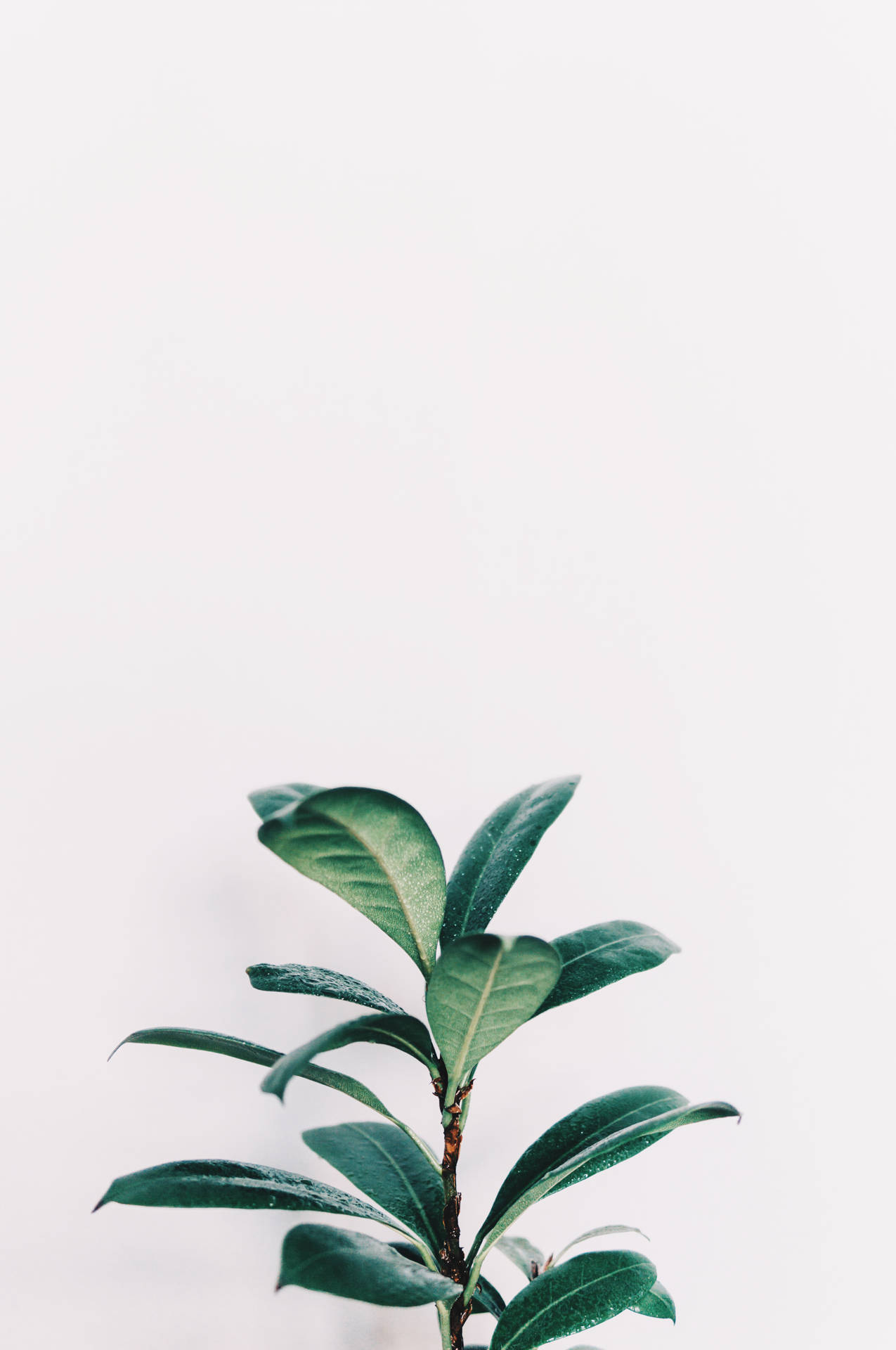 White Aesthetic Green Leaves Plants Wallpaper